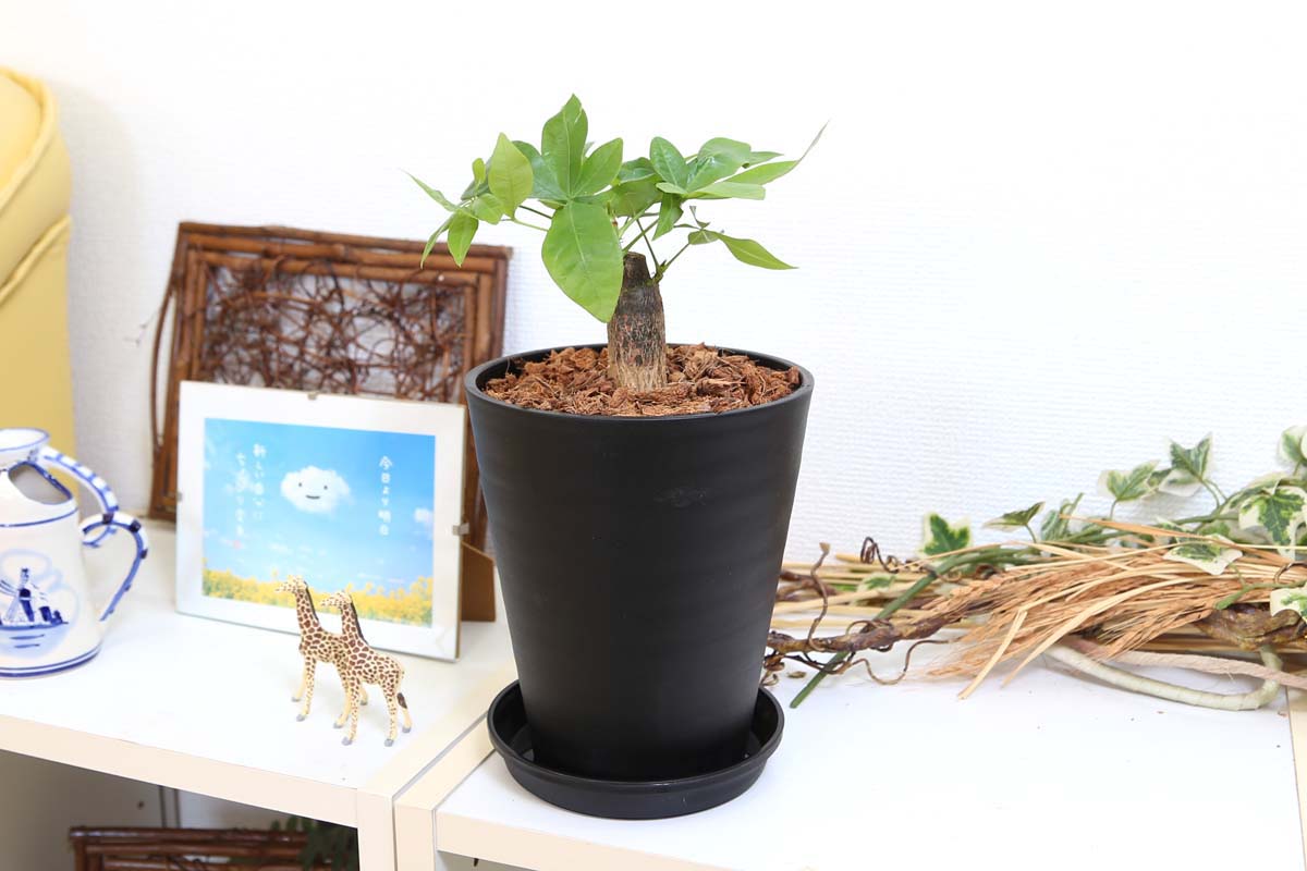 パキラ 5号 ウッドチップ ブラック丸鉢