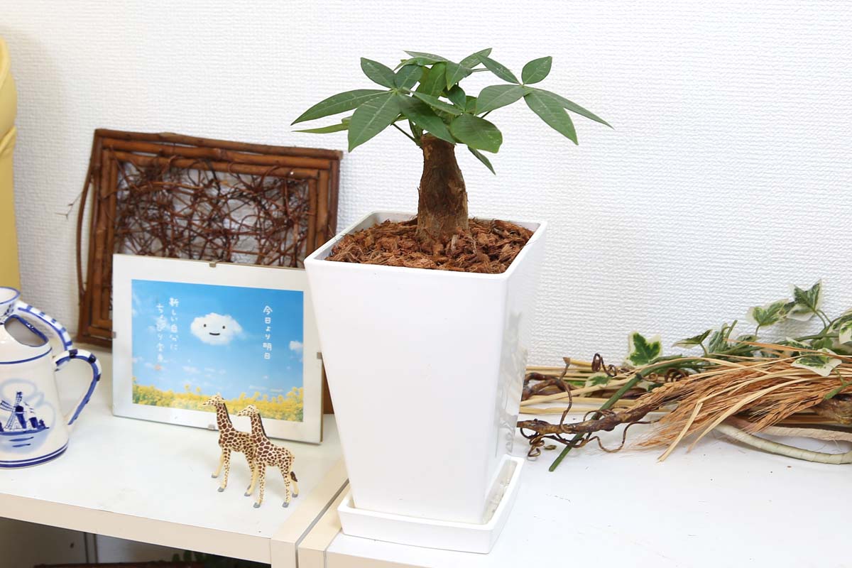 パキラ 5号 ウッドチップ ホワイトスクエア鉢