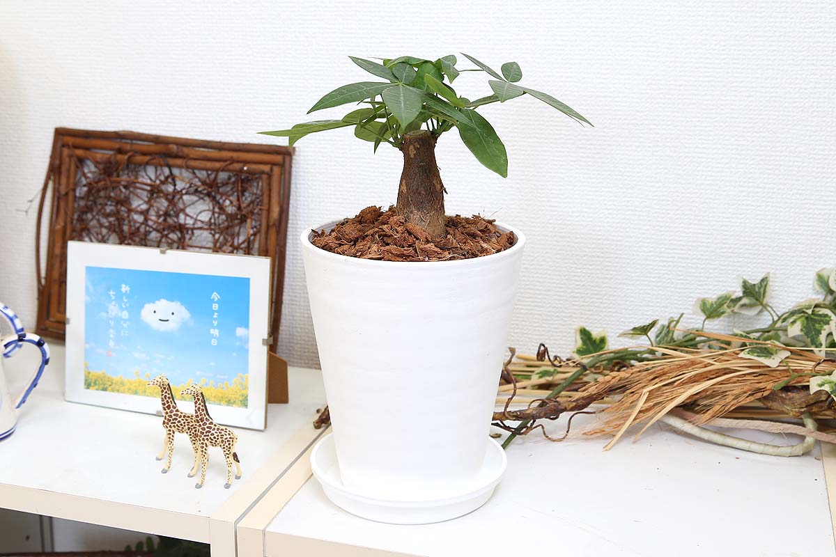 パキラ 5号 ウッドチップ ホワイト丸鉢