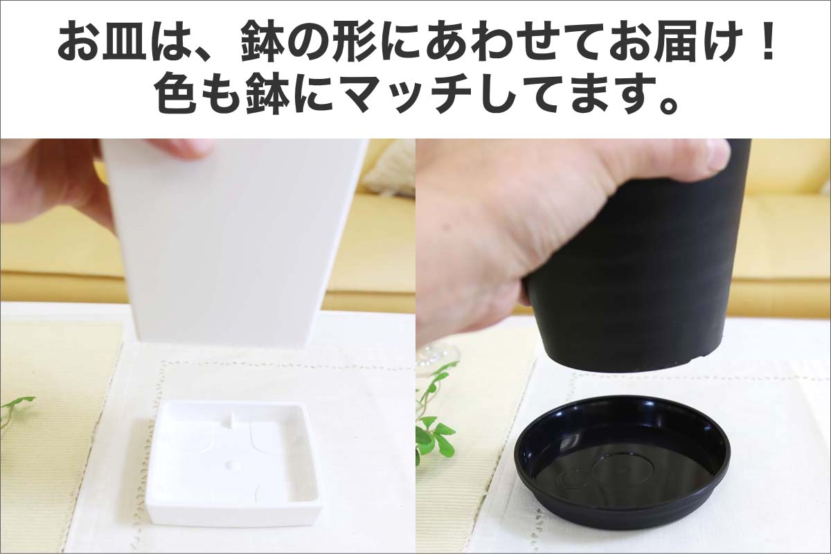 パキラ 5号 丸形 プラスチック鉢 セラアート