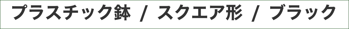 サンスベリア 5号 スクエアブラック
