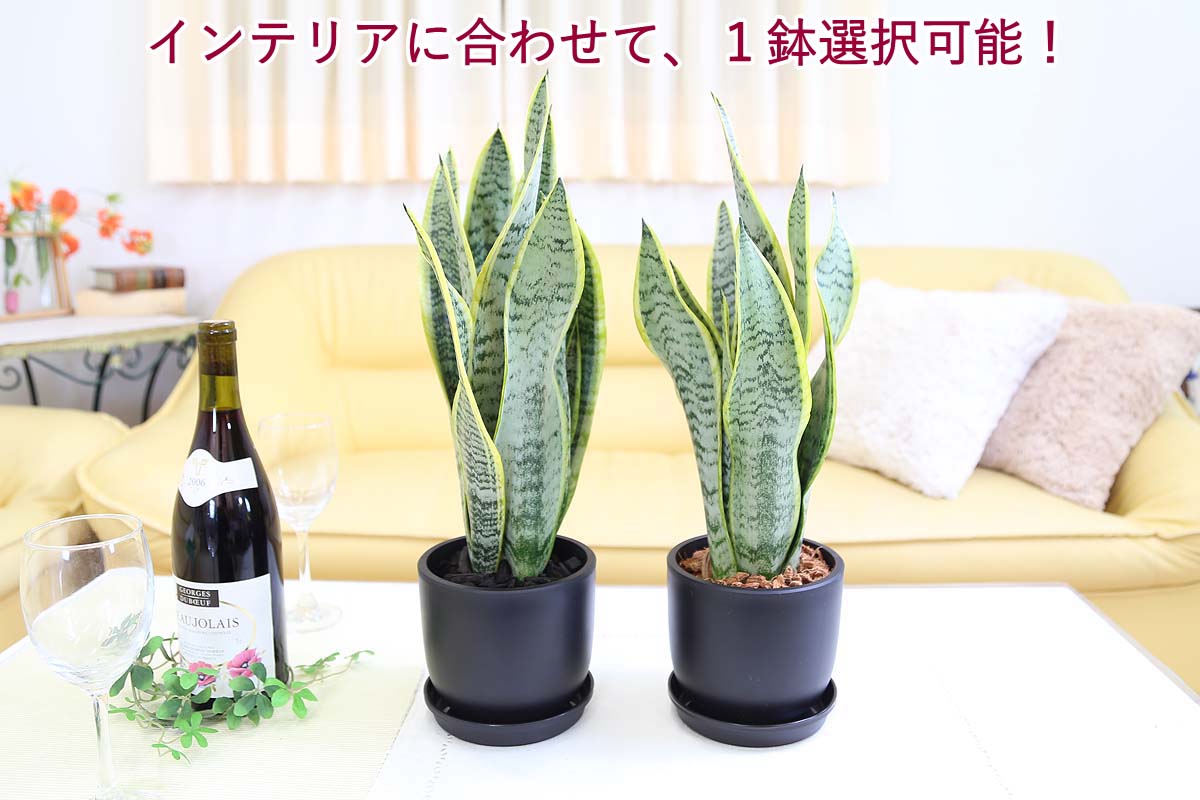 サンスベリア 5号