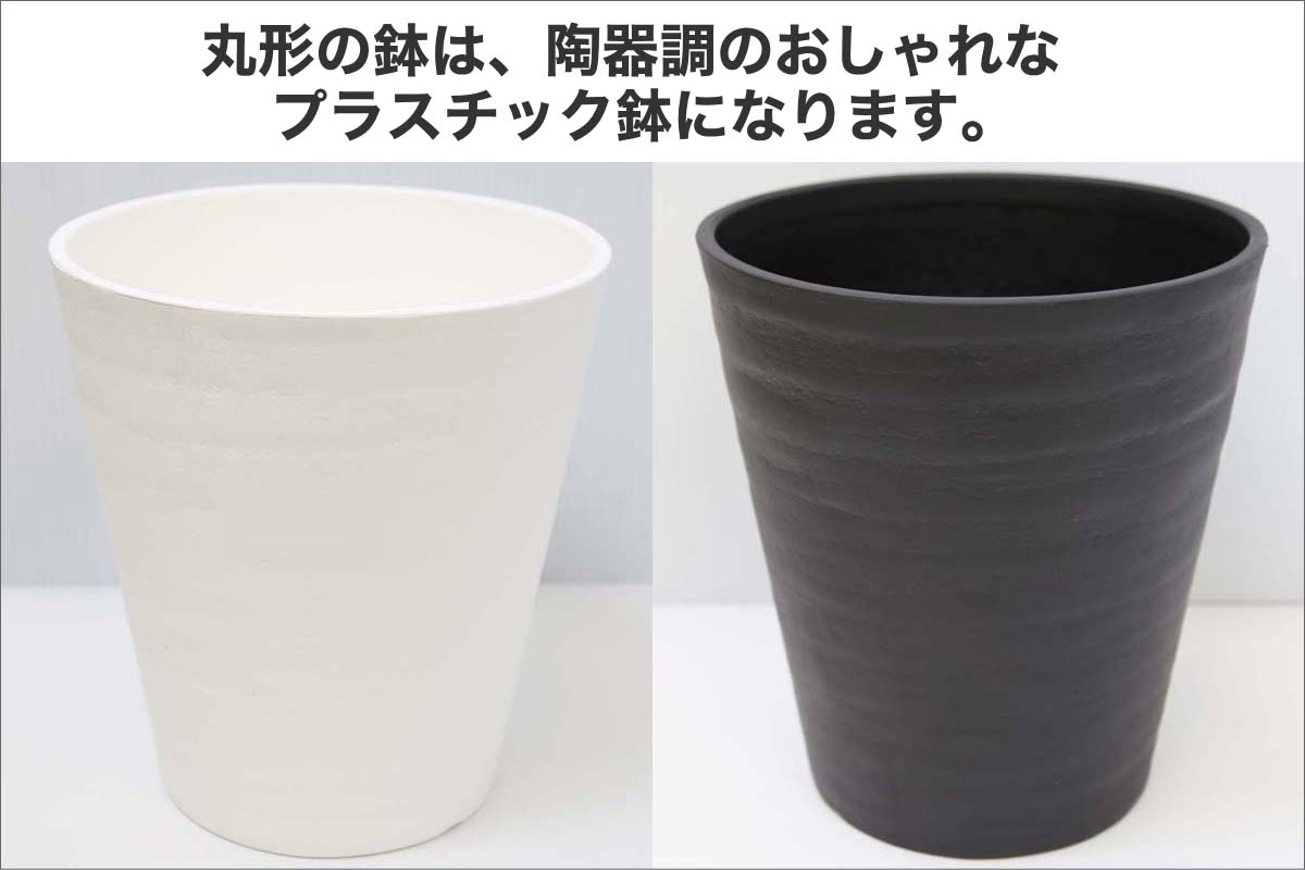 サンスベリア 5号 セラアートの雰囲気