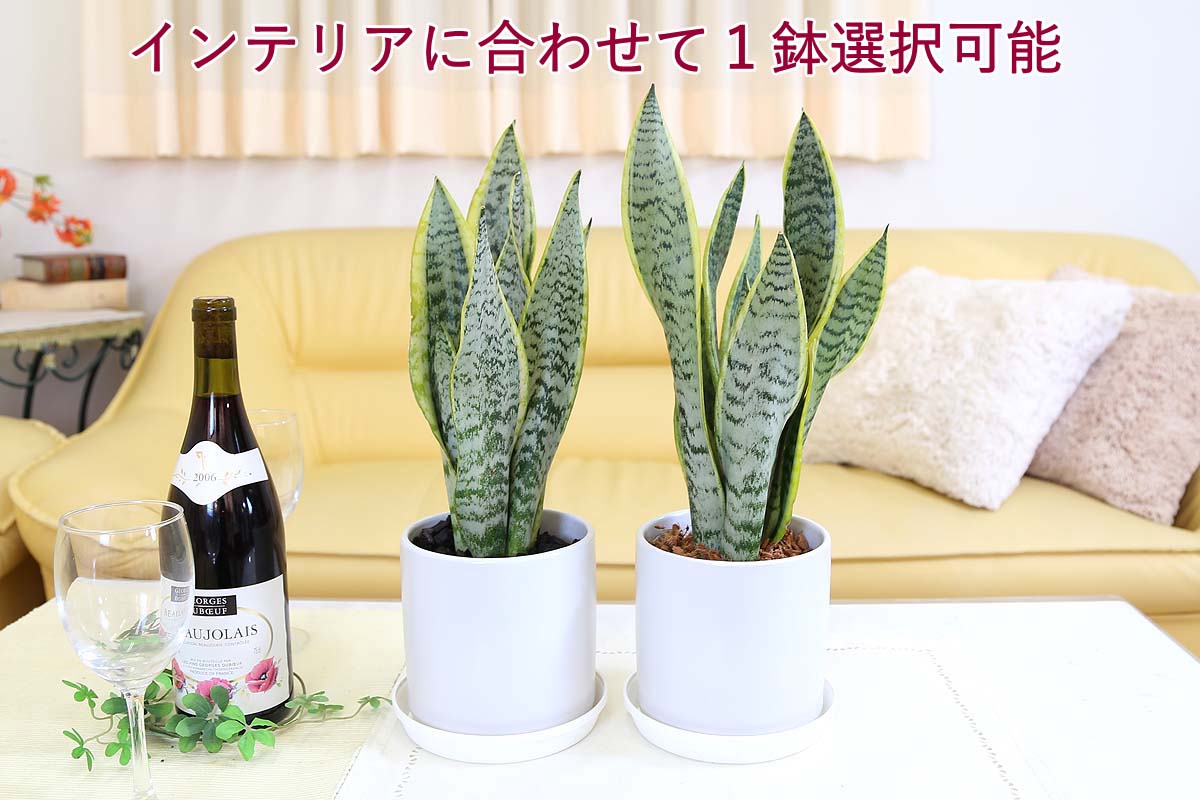 サンスベリア 5号