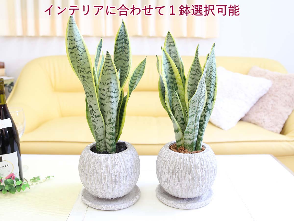 サンスベリア 5号 セメント鉢