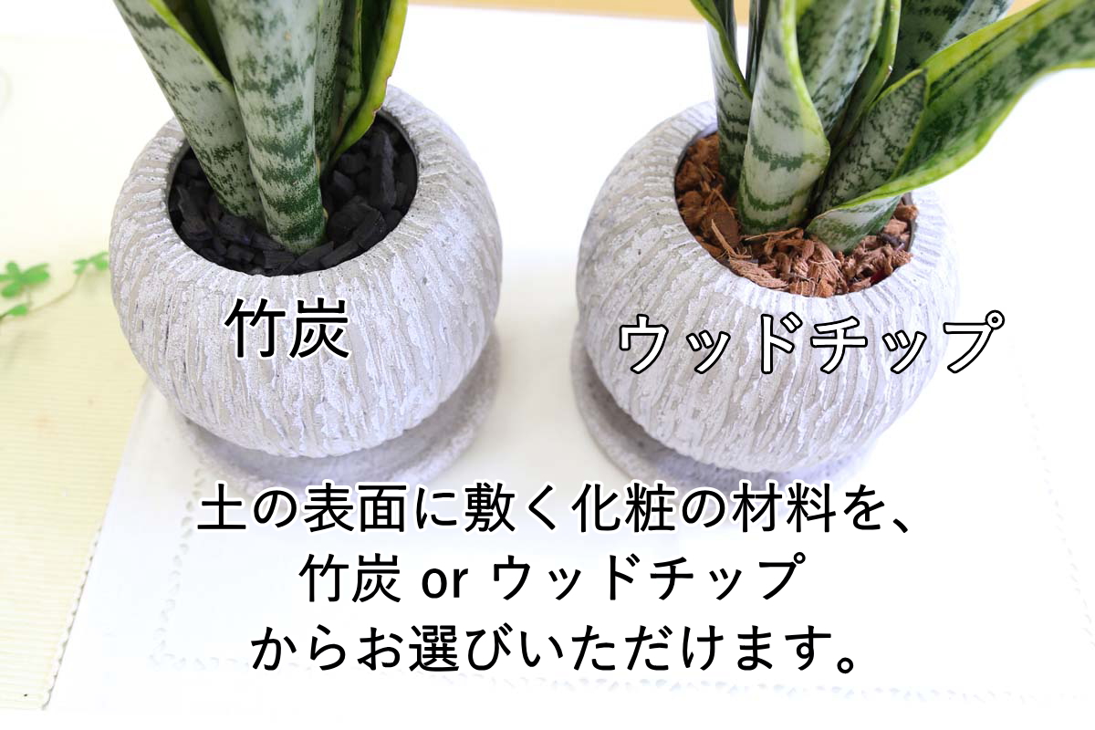 サンスベリア 5号 セメント鉢
