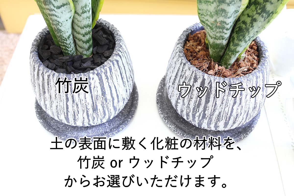 サンスベリア 5号 セメント鉢
