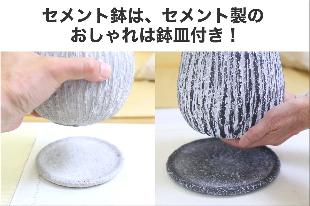 サンスベリア 5号 セメント鉢の鉢皿