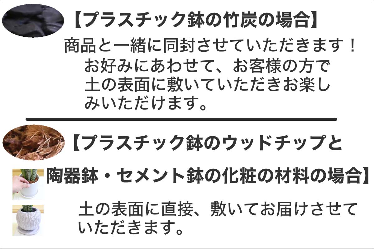 サンスベリア 5号 化粧の材料の梱包