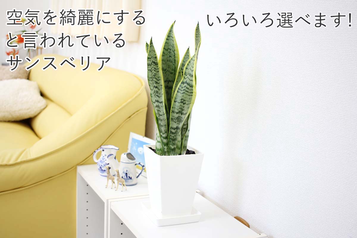 サンスベリア 5号