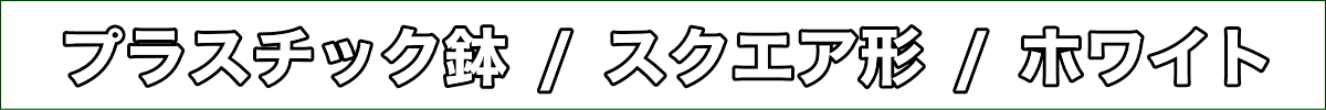 サンスベリア 5号 スクエアホワイト