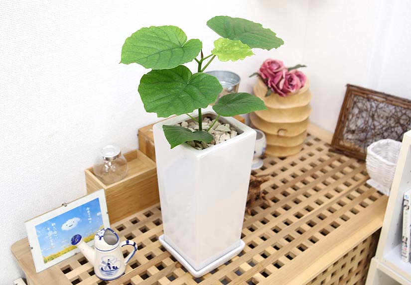 ウンベラータ 6号 陶器鉢 通販 販売 観葉植物のブルーミングスケープ