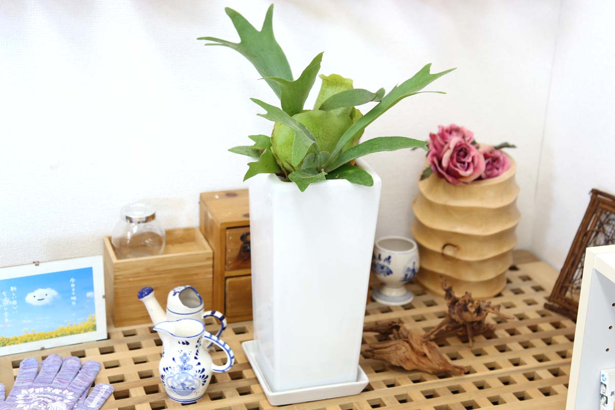 コウモリラン ビカクシダ 6号 陶器鉢 通販 販売 観葉植物のブルーミングスケープ コウモリラン ビカクシダ 6号 陶器鉢 通販 販売 観葉植物のブルーミングスケープ