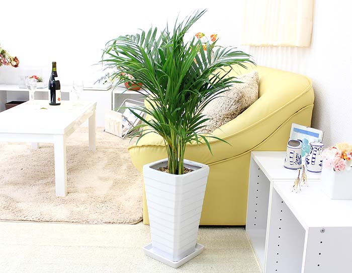 アレカヤシ 7号 陶器鉢 G 通販 販売 観葉植物のブルーミングスケープ