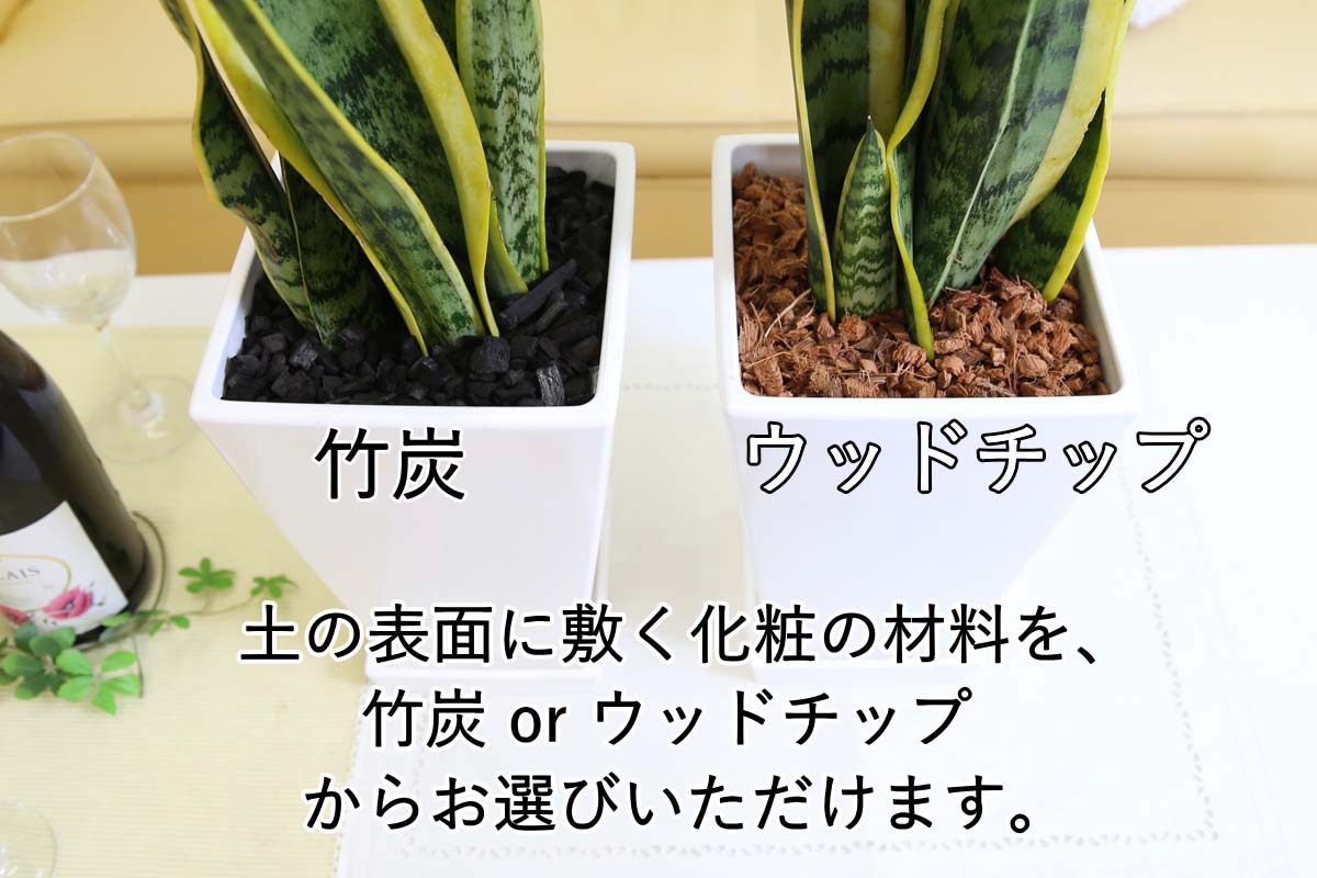サンスベリア ７号