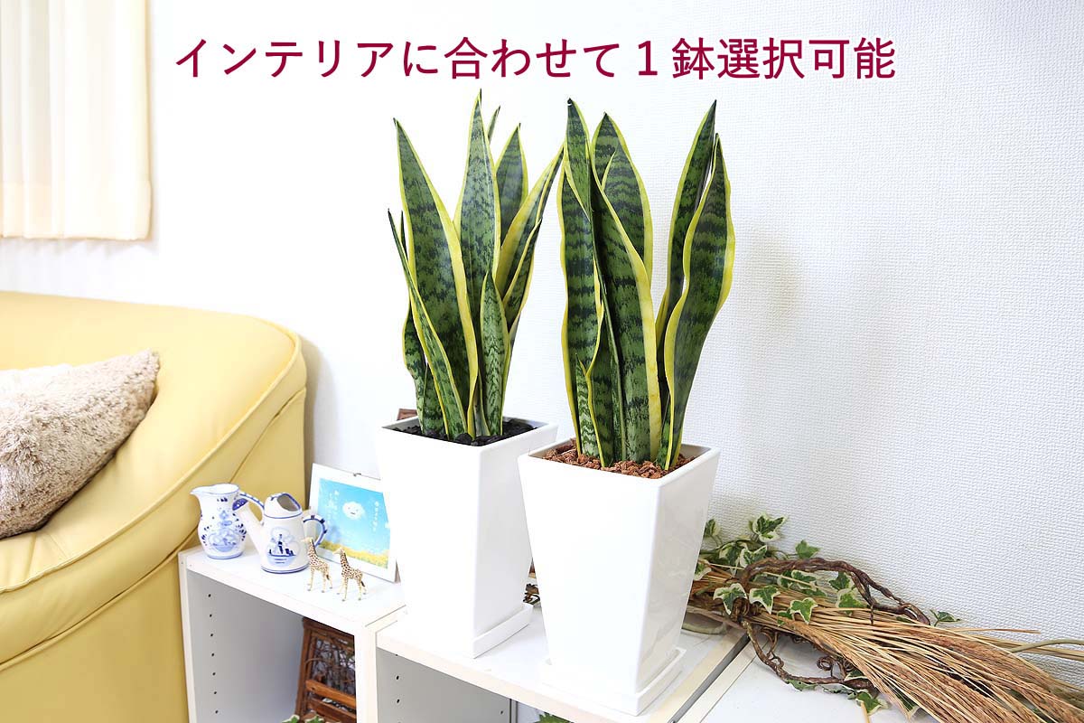 サンスベリア ７号