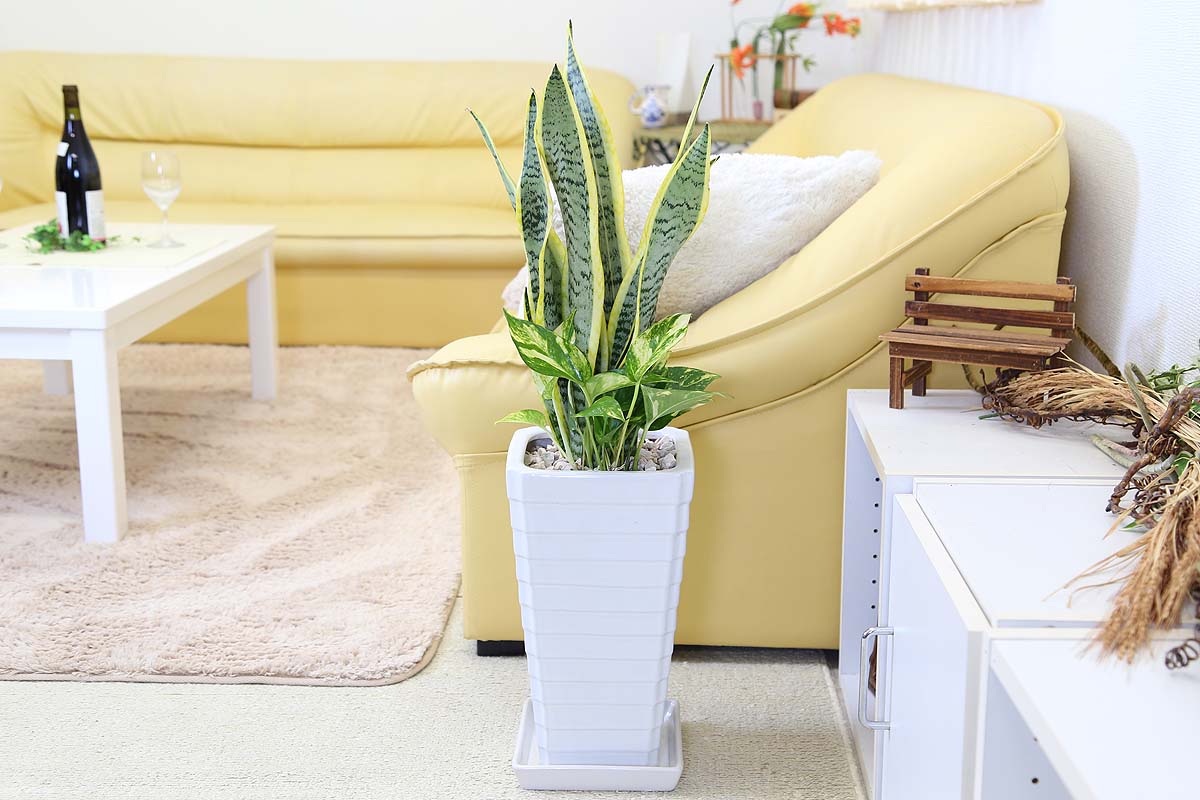 サンスベリア 7号 ポトス寄せ植え 通販 販売 観葉植物のブルーミングスケープ サンスベリア 7号 ポトス寄せ植え 通販 販売 観葉植物のブルーミングスケープ