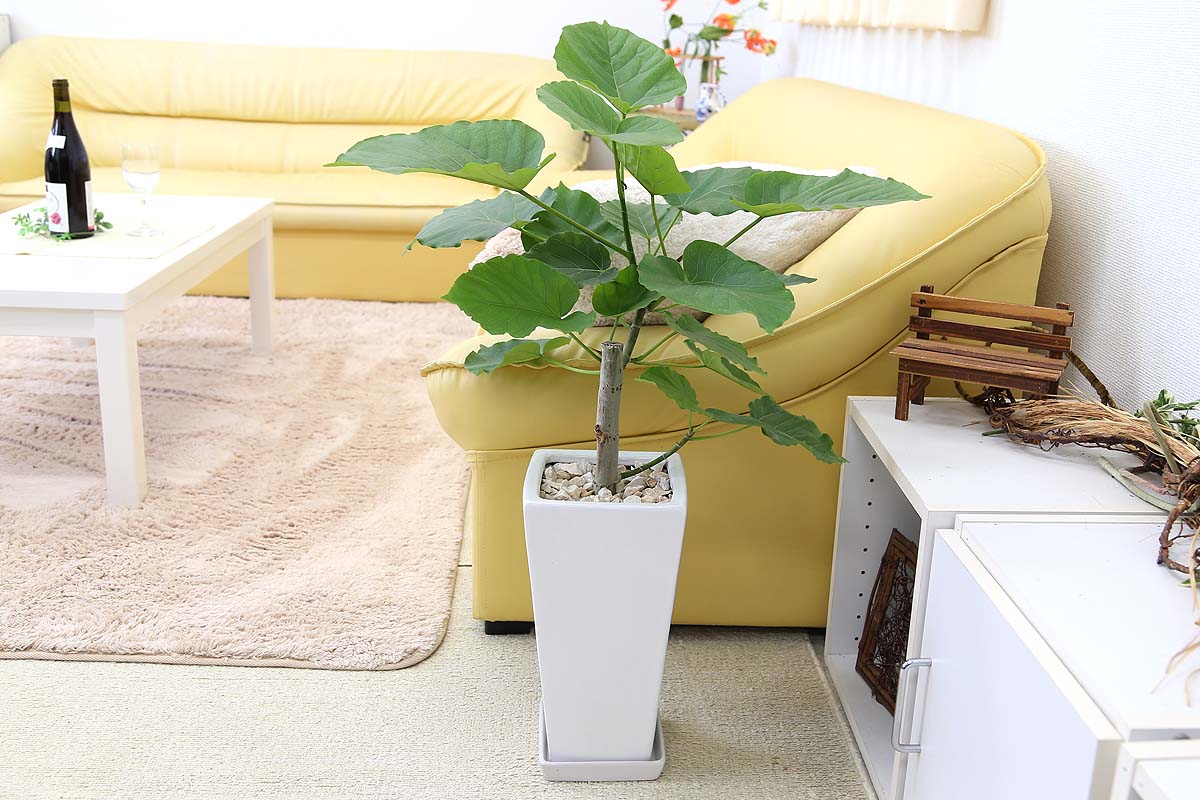 ウンベラータ 7号 ホワイト陶器 ブルーミングスケープ 観葉植物 通販 販売 ウンベラータ 7号 ホワイト陶器 ブルーミングスケープ 観葉植物 通販 販売