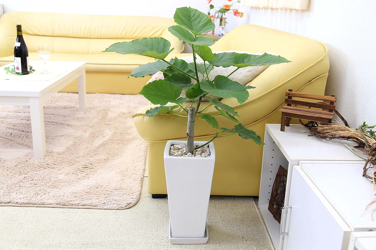 ウンベラータ 7号 ホワイト陶器 ブルーミングスケープ 観葉植物 通販 販売