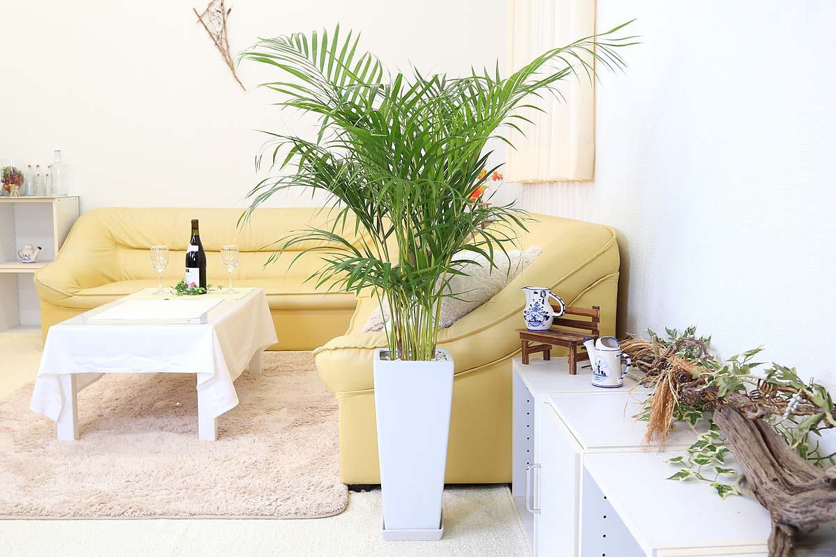 アレカヤシ 8号 陶器鉢 Z 通販 販売 観葉植物のブルーミングスケープ
