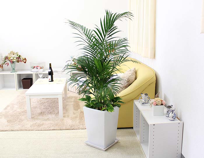 アレカヤシ 寄せ植え 陶器鉢通販 販売 観葉植物のブルーミングスケープ アレカヤシ 寄せ植え 陶器鉢通販 販売 観葉植物のブルーミングスケープ