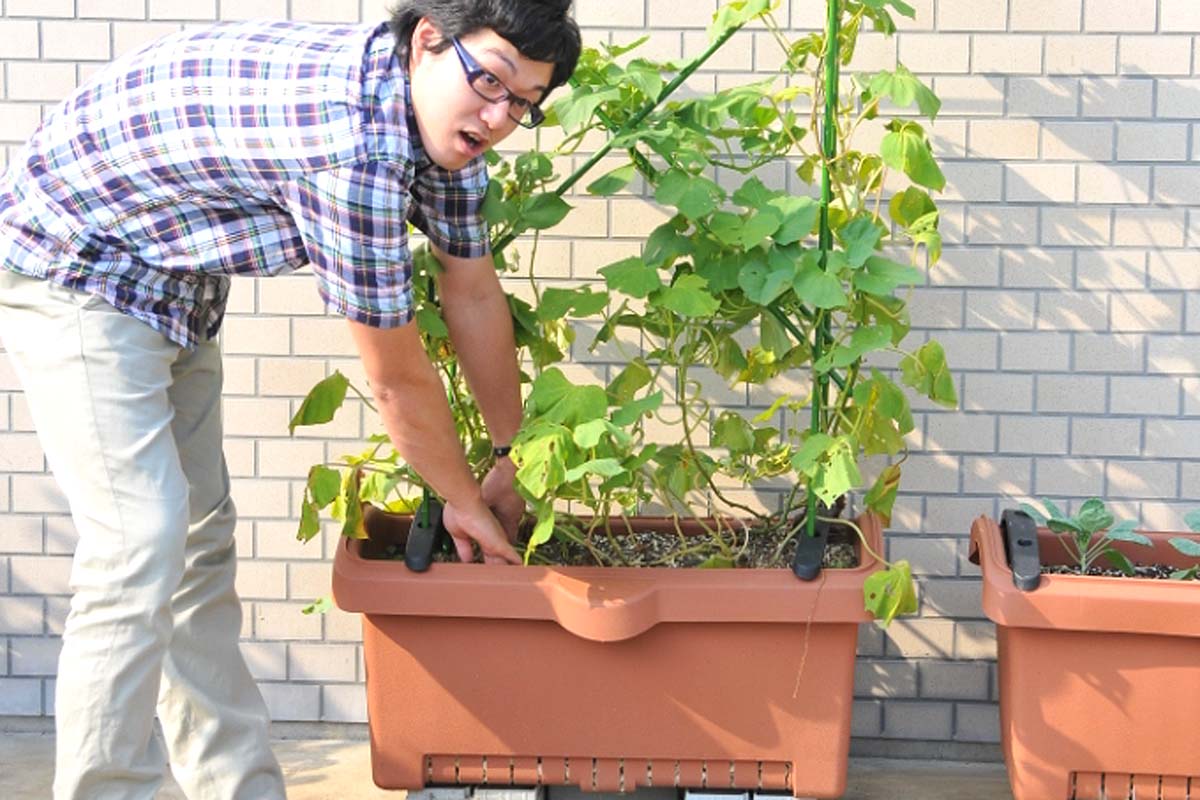 しゅうかく菜