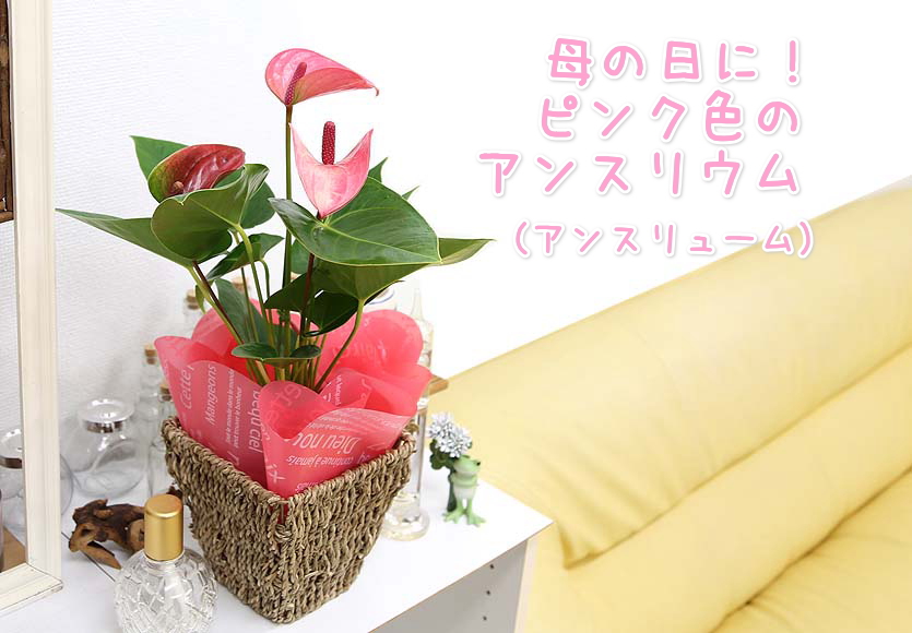 母の日 アンスリウム ピンク バスケット鉢カバー ブルーミングスケープ 観葉植物 通販 販売 母の日 アンスリウム ピンク バスケット鉢カバー ブルーミングスケープ 観葉植物 通販 販売