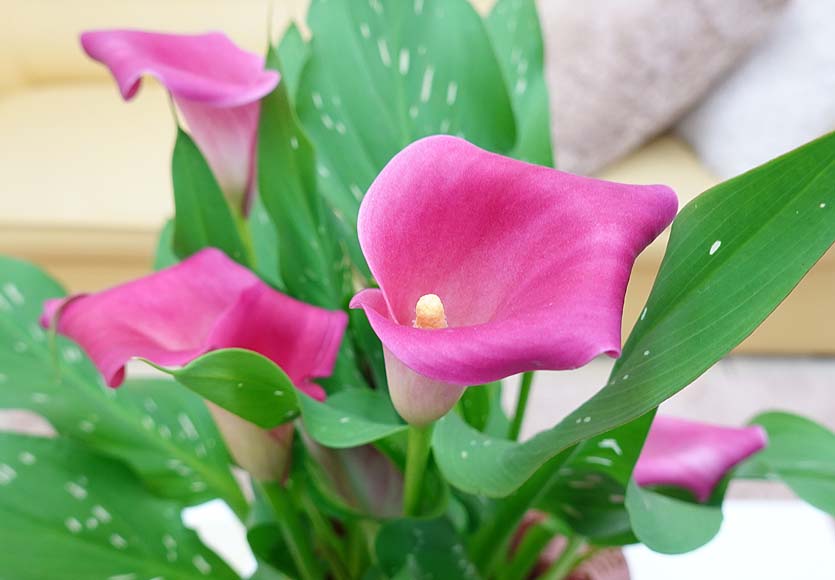 母の日 カラー ピンク 5号 ブルーミングスケープ 観葉植物 通販 販売