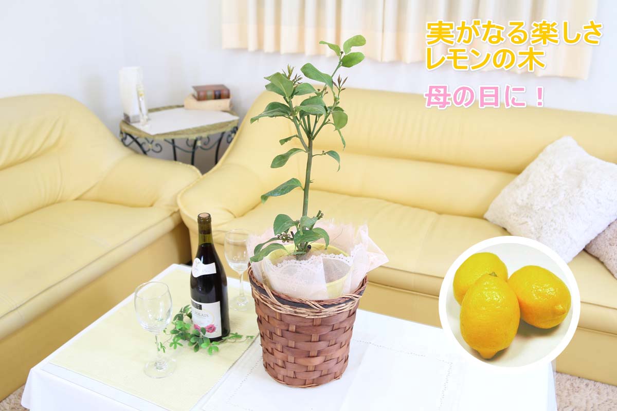 レモンの木
