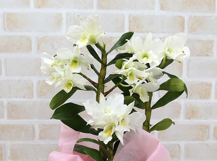 デンドロビウム サマーナイトドリーム 幸 サチ 5号 通販 販売 観葉植物のブルーミングスケープ デンドロビウム サマーナイトドリーム 幸 サチ 5号 通販 販売 観葉植物のブルーミングスケープ