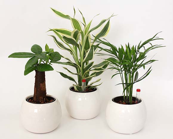 ミニ観葉植物 バルーン陶器鉢 通販 販売 観葉植物のブルーミングスケープ