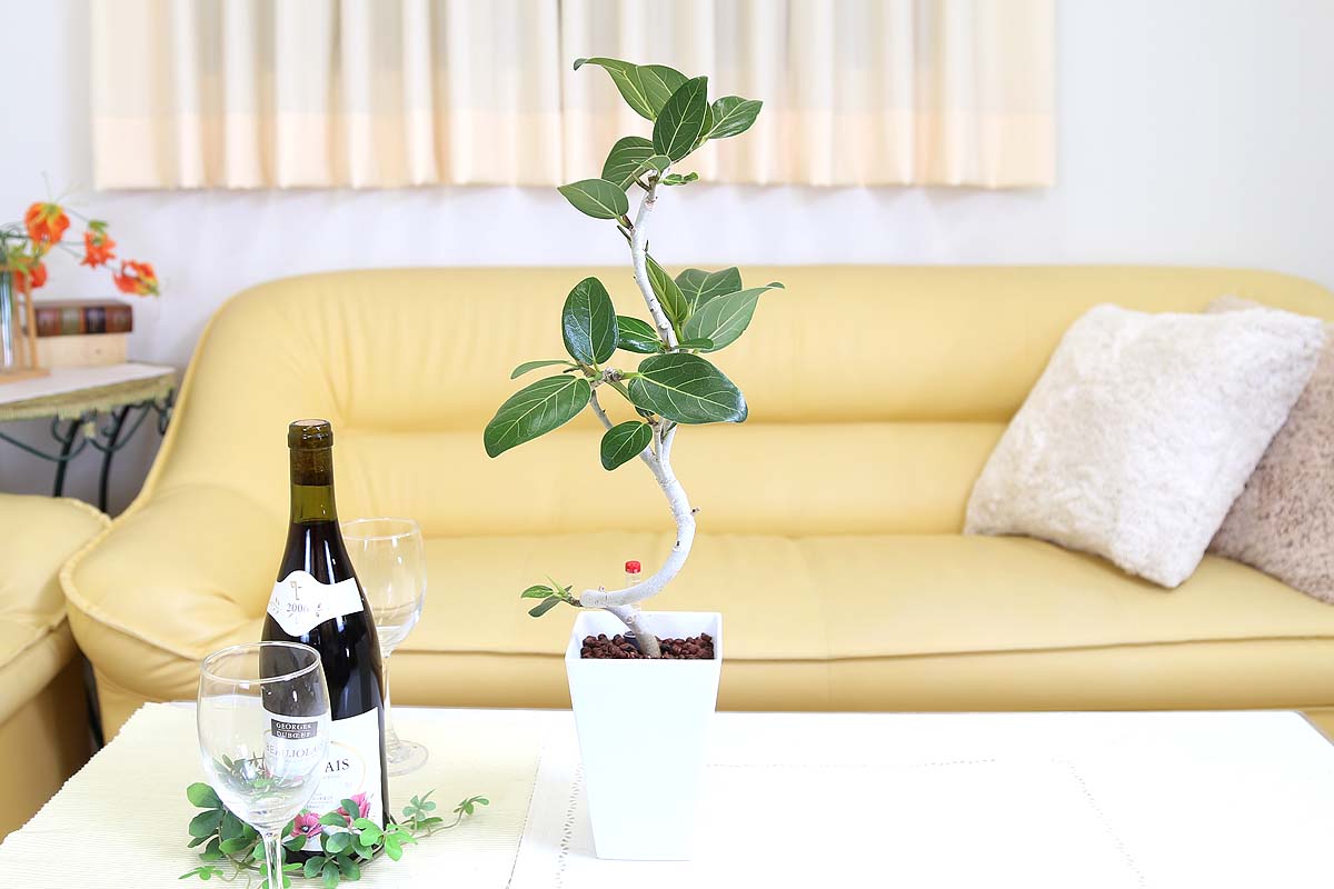ベンガレンシス ミディアムサイズ観葉植物 ハイドロカルチャー