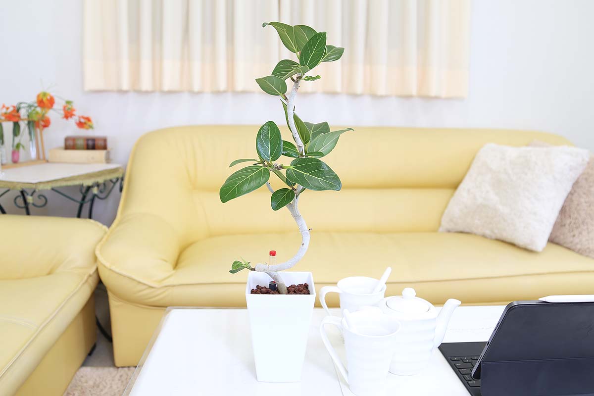 ベンガレンシス ミディアムサイズ観葉植物 ハイドロカルチャー