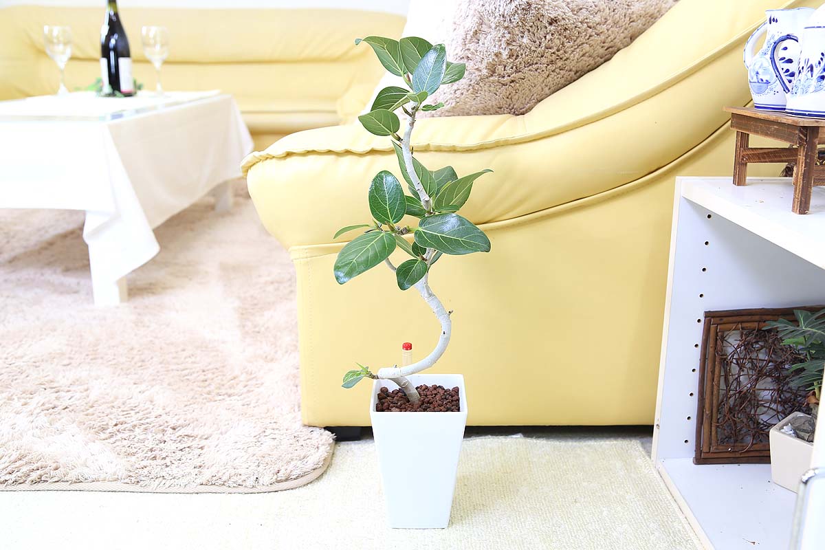 ベンガレンシス ミディアムサイズ観葉植物 ハイドロカルチャー