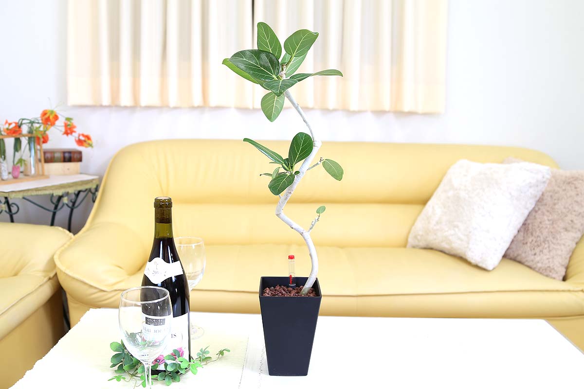 ベンガレンシス ミディアムサイズ観葉植物 ハイドロカルチャー