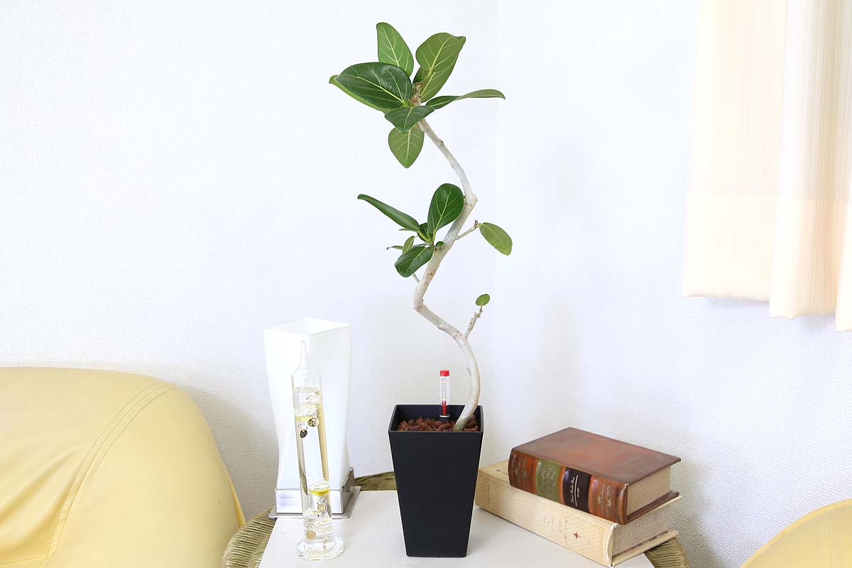 ベンガレンシス ミディアムサイズ観葉植物 ハイドロカルチャー