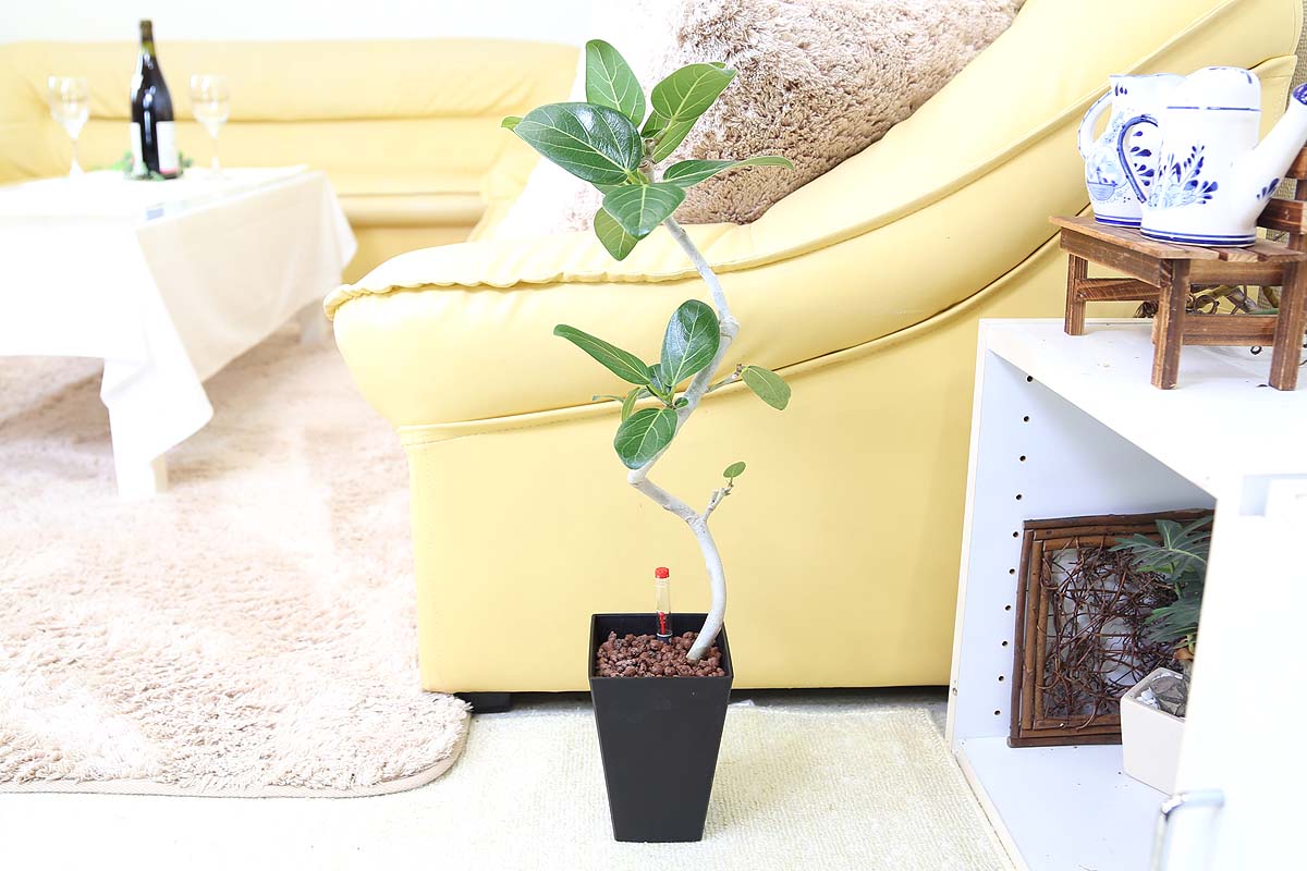 ベンガレンシス ミディアムサイズ観葉植物 ハイドロカルチャー