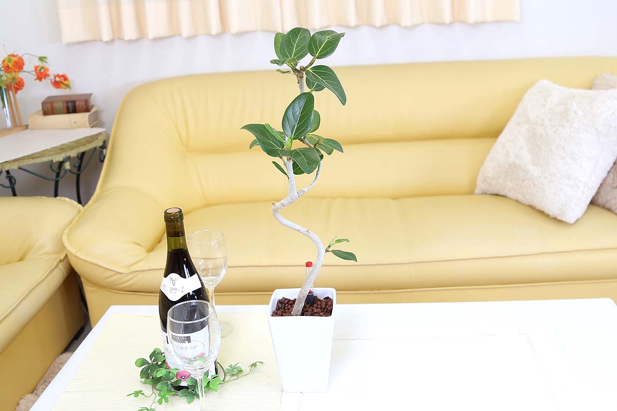 ベンガレンシス ミディアムサイズ観葉植物 ハイドロカルチャー