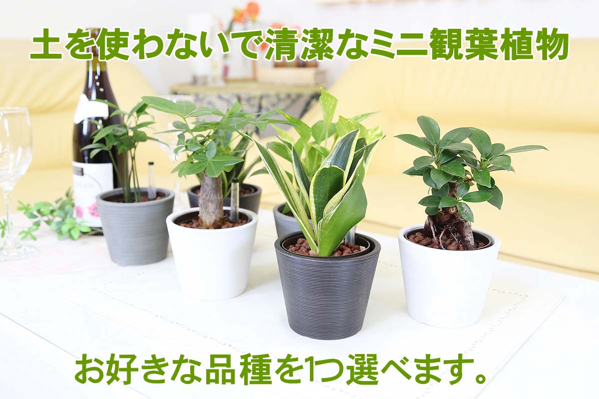 スモールサイズ観葉植物 ハイドロカルチャー