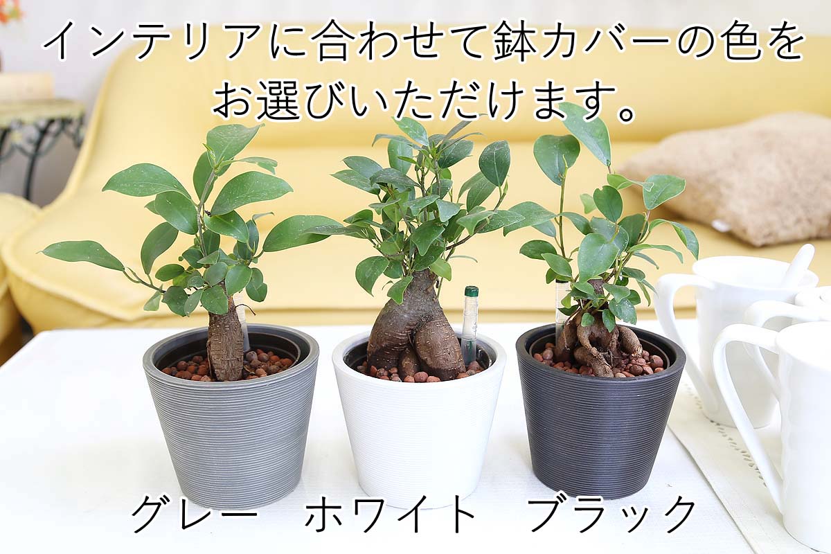 ガジュマル ミディアムサイズ観葉植物 ハイドロカルチャー