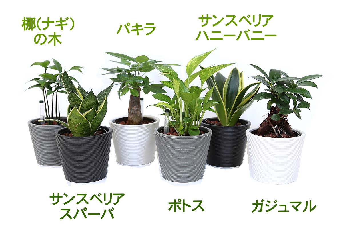 ガジュマル スモールサイズ観葉植物 ハイドロカルチャー