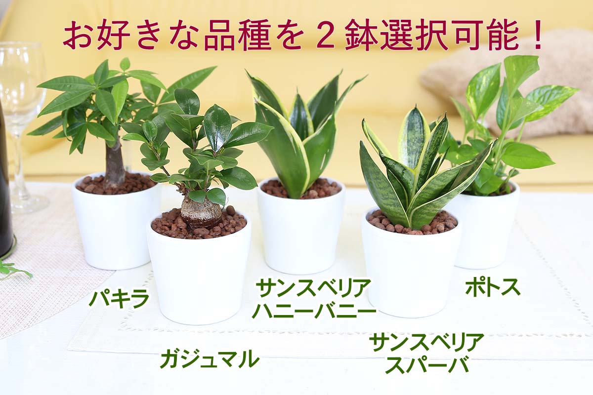 土を使わない観葉植物 ハイドロカルチャー