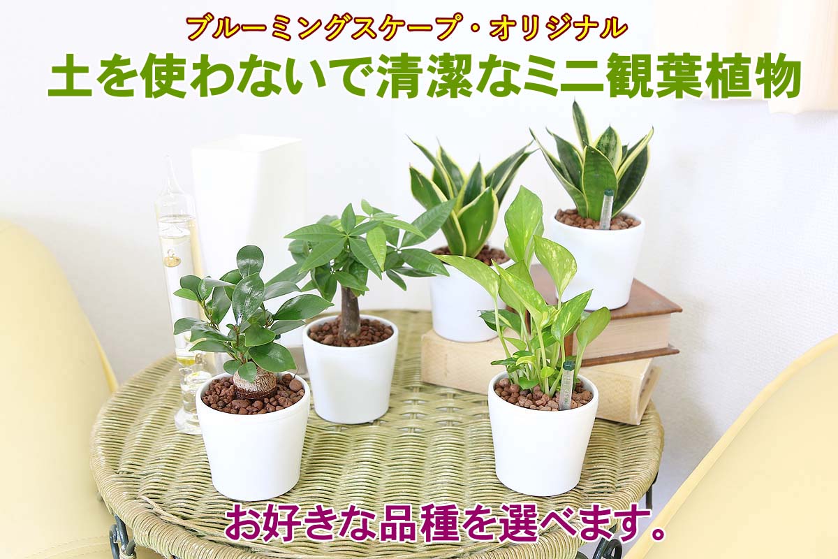 土を使わない観葉植物 ハイドロカルチャー