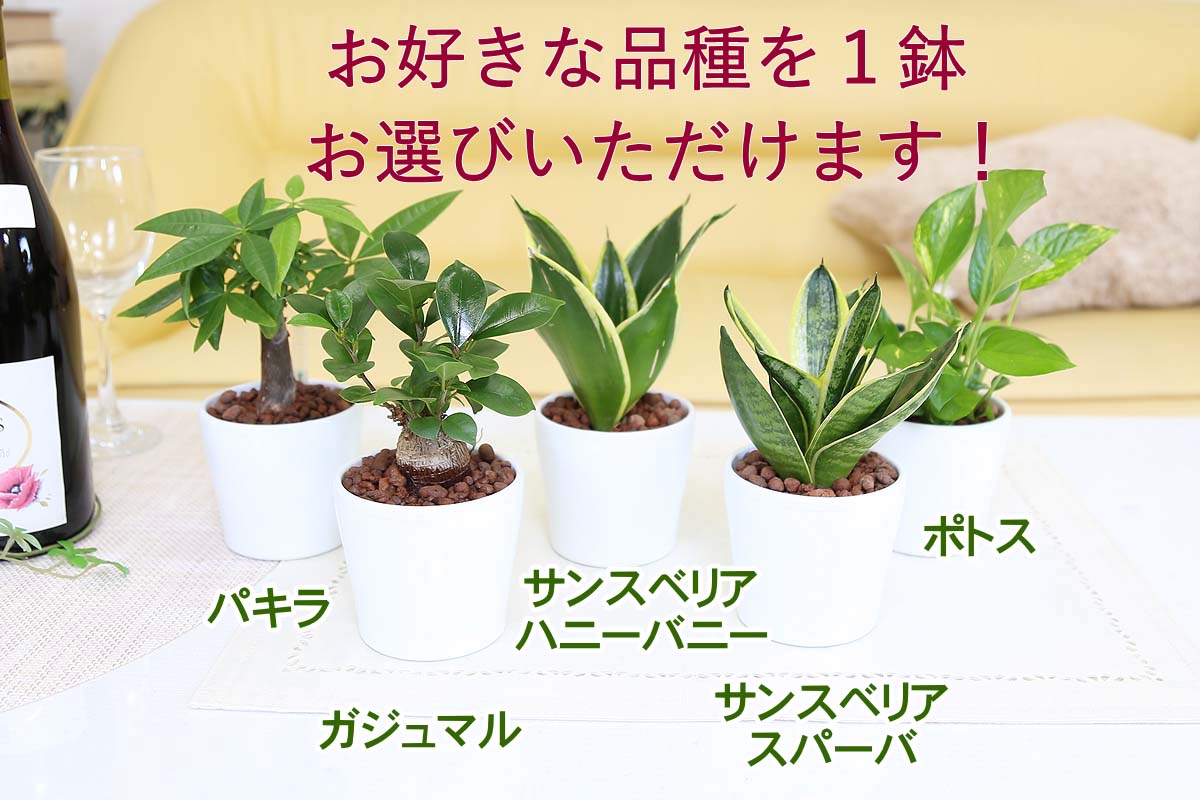 土を使わない観葉植物 ハイドロカルチャー