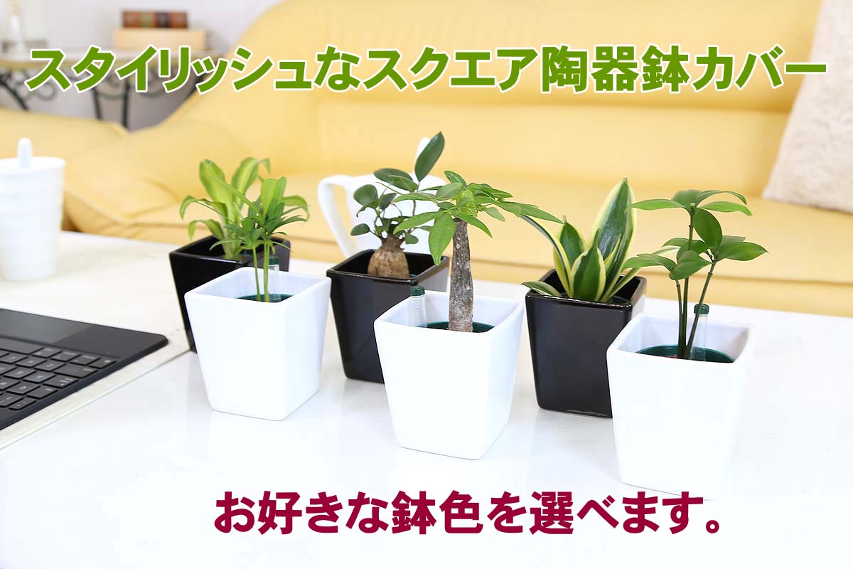 ミニ観葉植物 ハイドロカルチャー