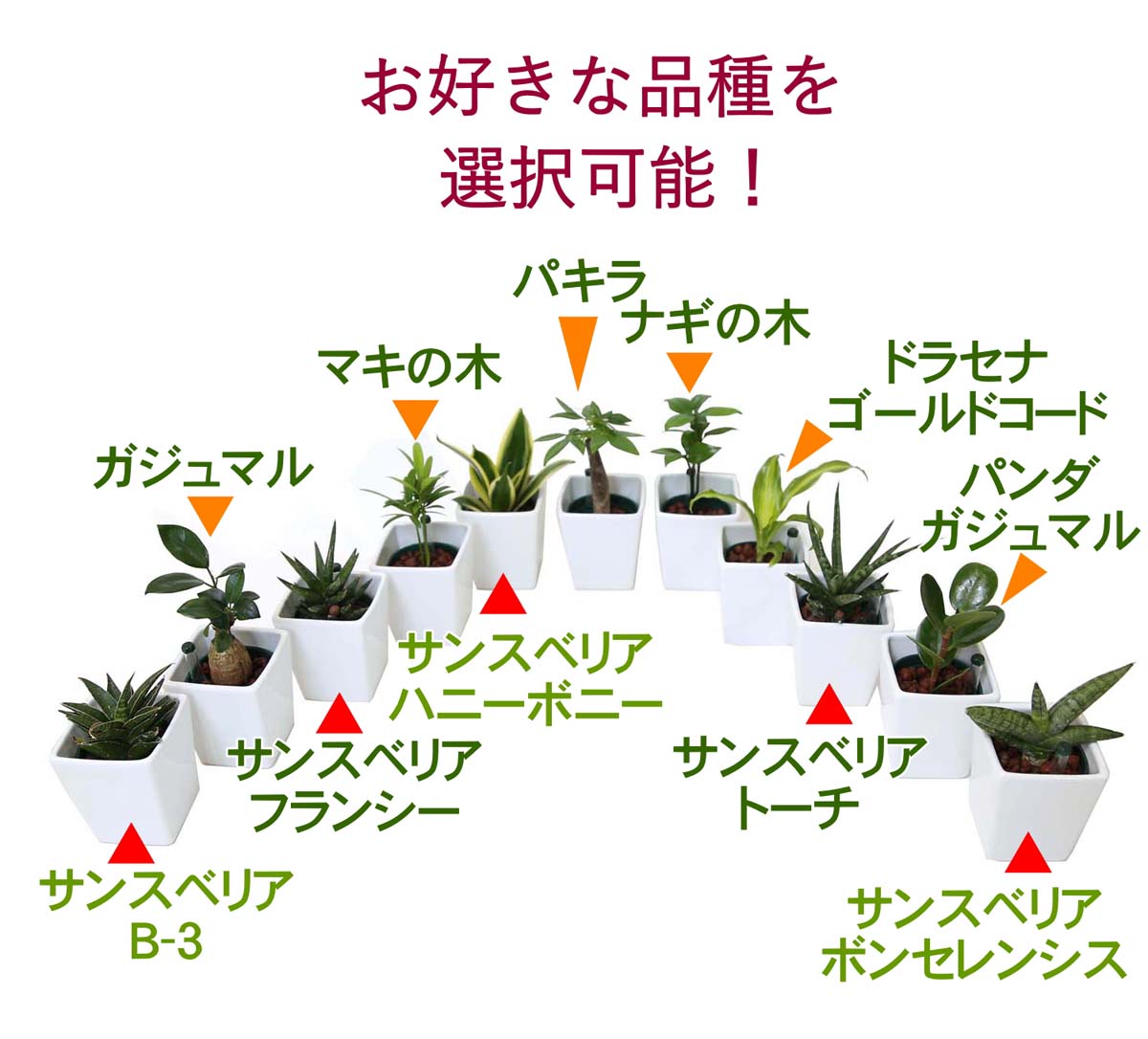 ミニ観葉植物 ハイドロカルチャー