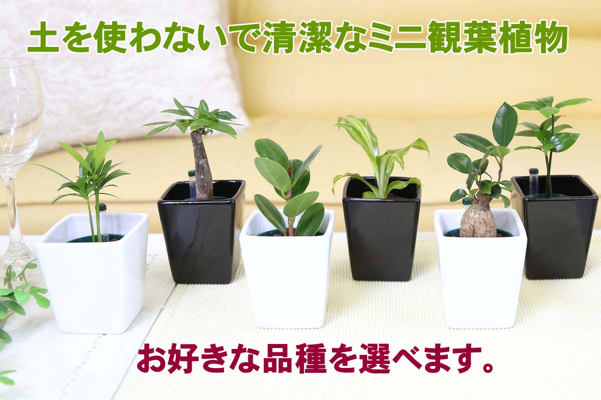 ミニ観葉植物 ハイドロカルチャー 陶器鉢