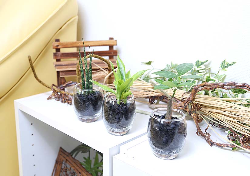 ミニ観葉植物 Eco 炭植え 3鉢セット 通販 販売 観葉植物のブルーミングスケープ
