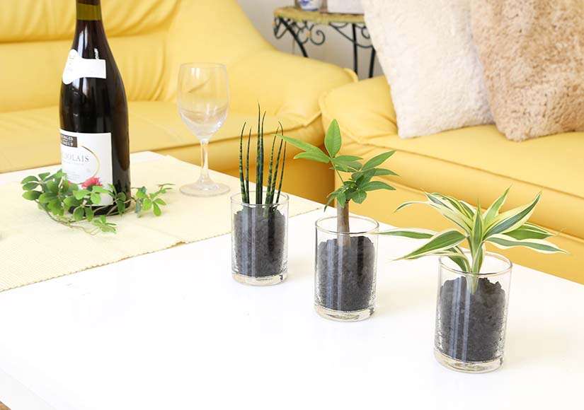 ミニ観葉植物 Eco 炭植え 3鉢セット 通販 販売 観葉植物のブルーミングスケープ ミニ観葉植物 Eco 炭植え 3鉢セット 通販 販売 観葉植物のブルーミングスケープ