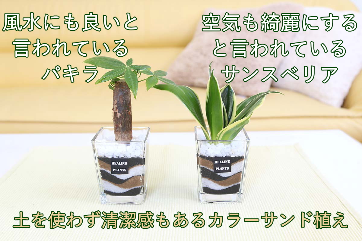 ハイドロカルチャー カラーサンド植えのミニ観葉植物 通販 販売 観葉植物のブルーミングスケープ